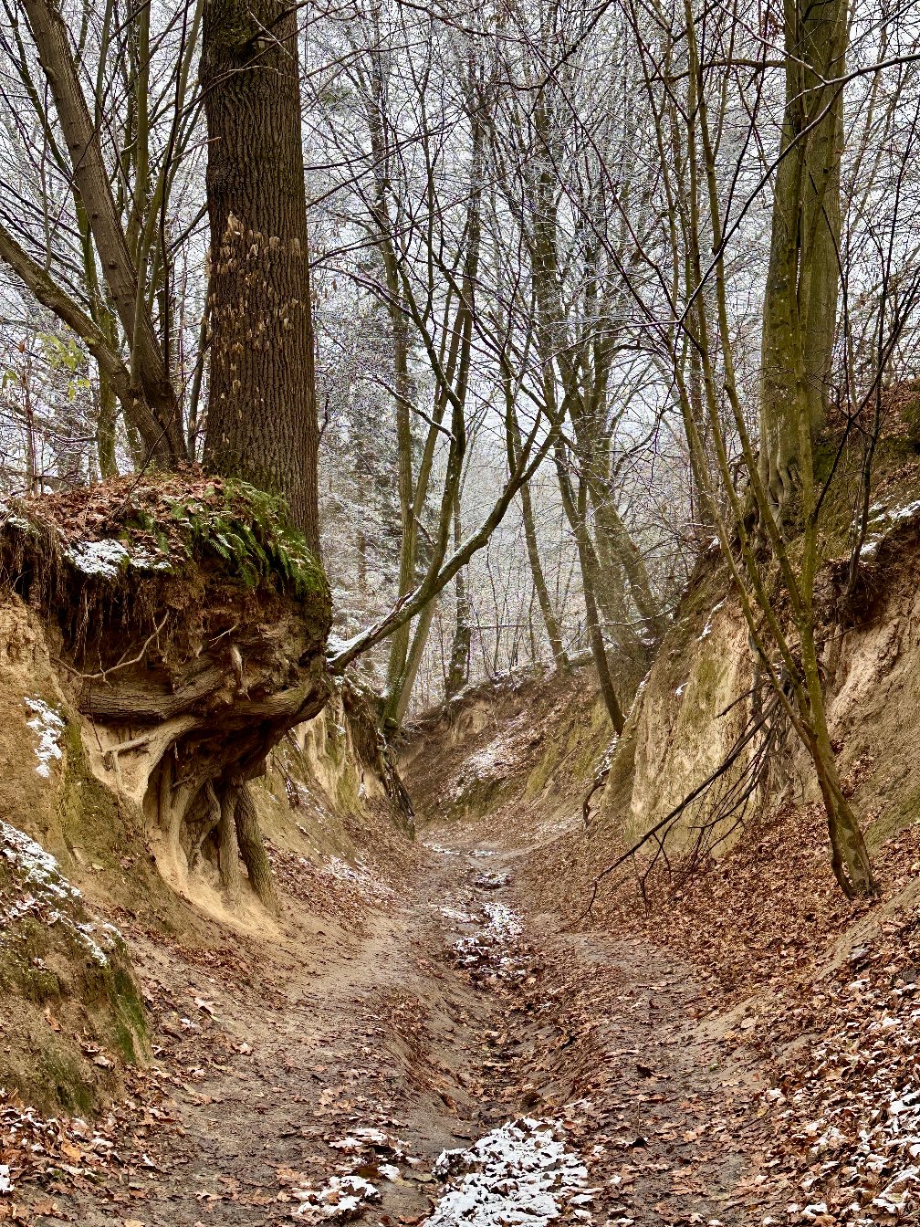 Wąwóz Korzeniowy Dół