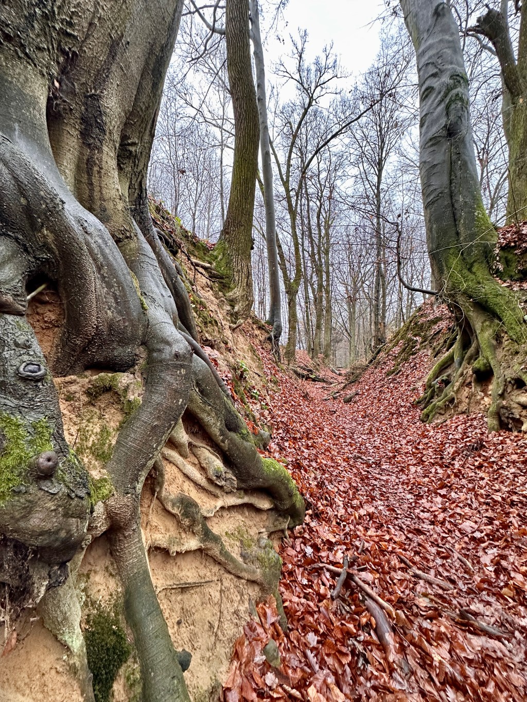 Rezerwat Barania – Góry&nbsp;Świętokrzyskie