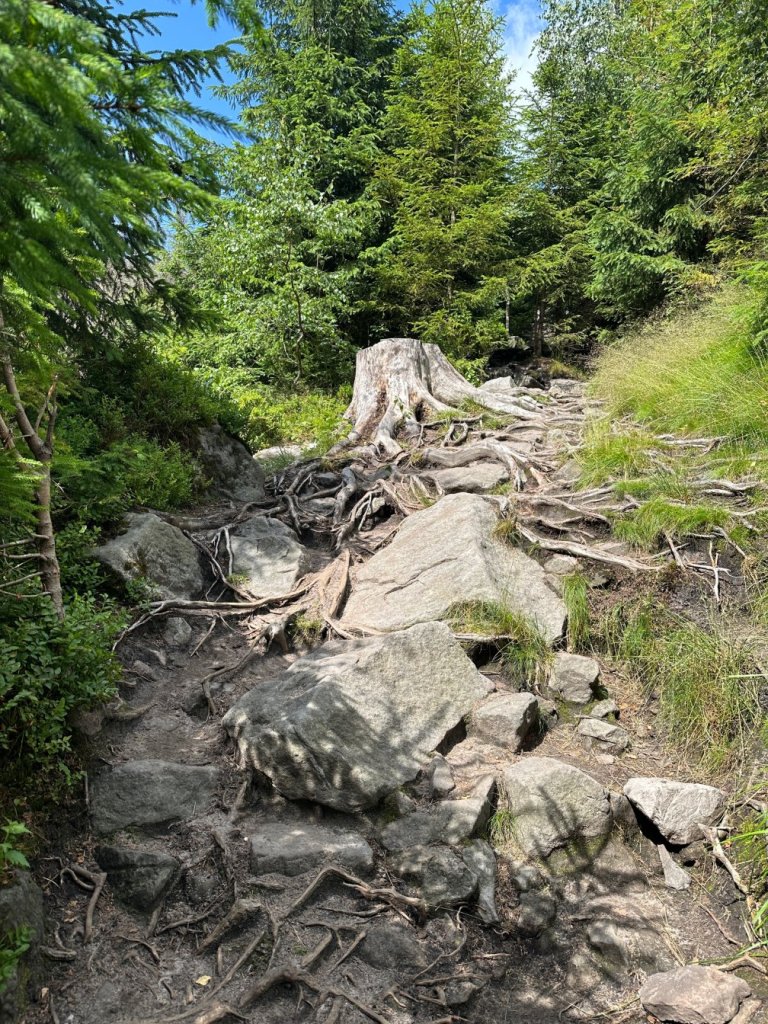 Pień drzewa wraz z korzeniami które wyrastają na kamiennym podłożu