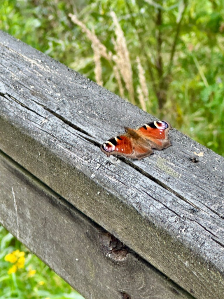 gagaty sołtykowskie motyl