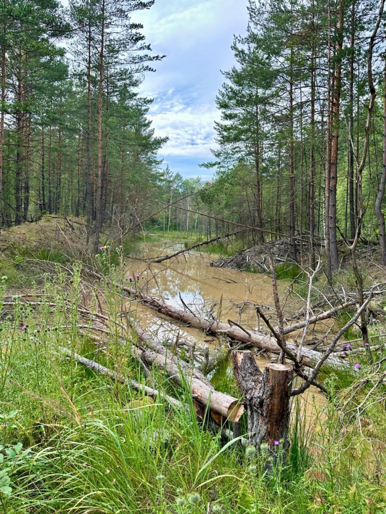 gagaty sołtykowskie kłoda