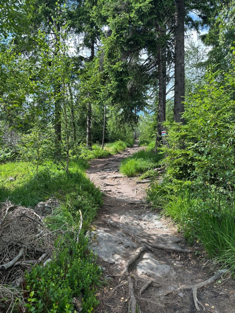Ścieżka przez las. Podłoże kamienne i pełne korzeni. Wokół soczyście zielony las