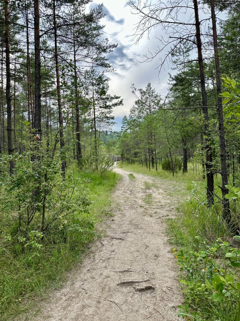 gagaty sołtykowskie ścieżka w lesie