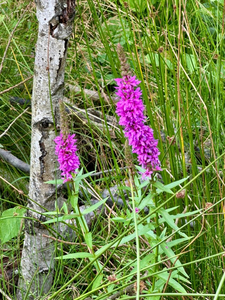 gagaty sołtykowskie kwiat