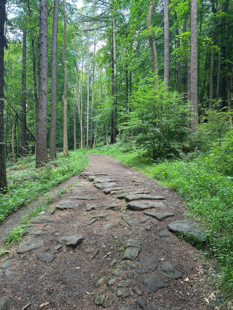 Kamienista ścieżka przez las