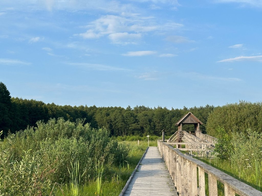 Czahary na torfowisku bagna&nbsp;Bubnów