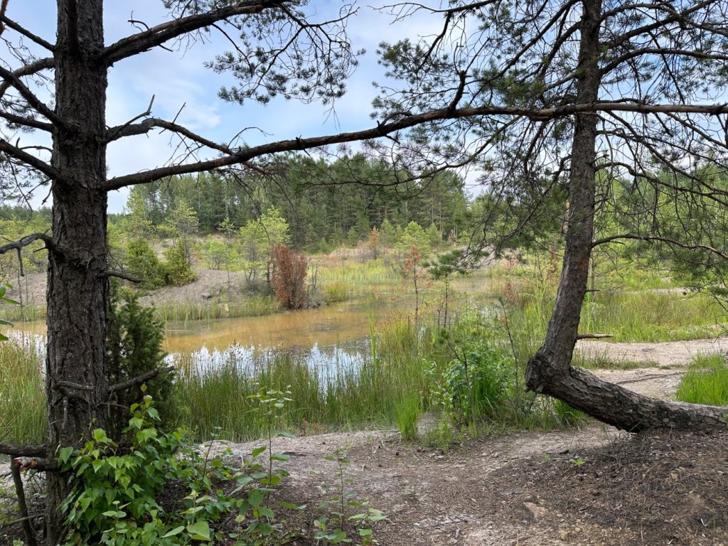 gagaty sołtykowskie rozlewisko między drzewami