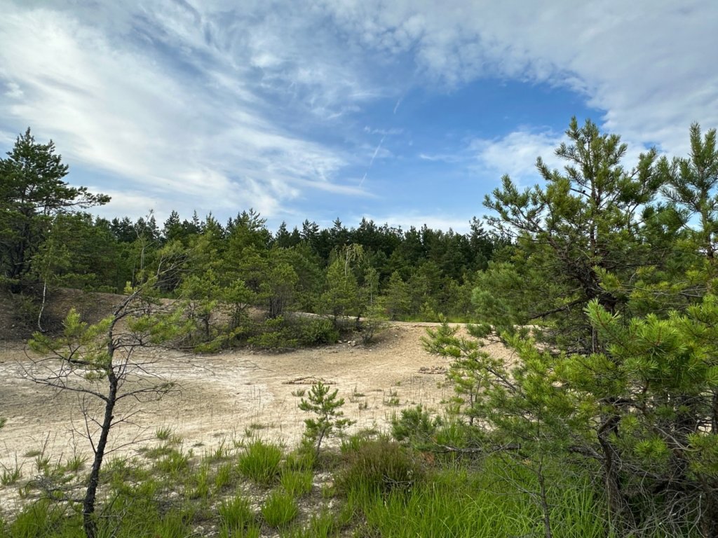 gagaty sołtykowskie drzewa