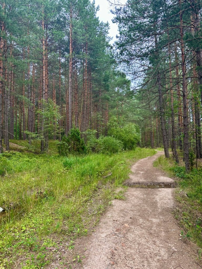 gagaty sołtykowskie las