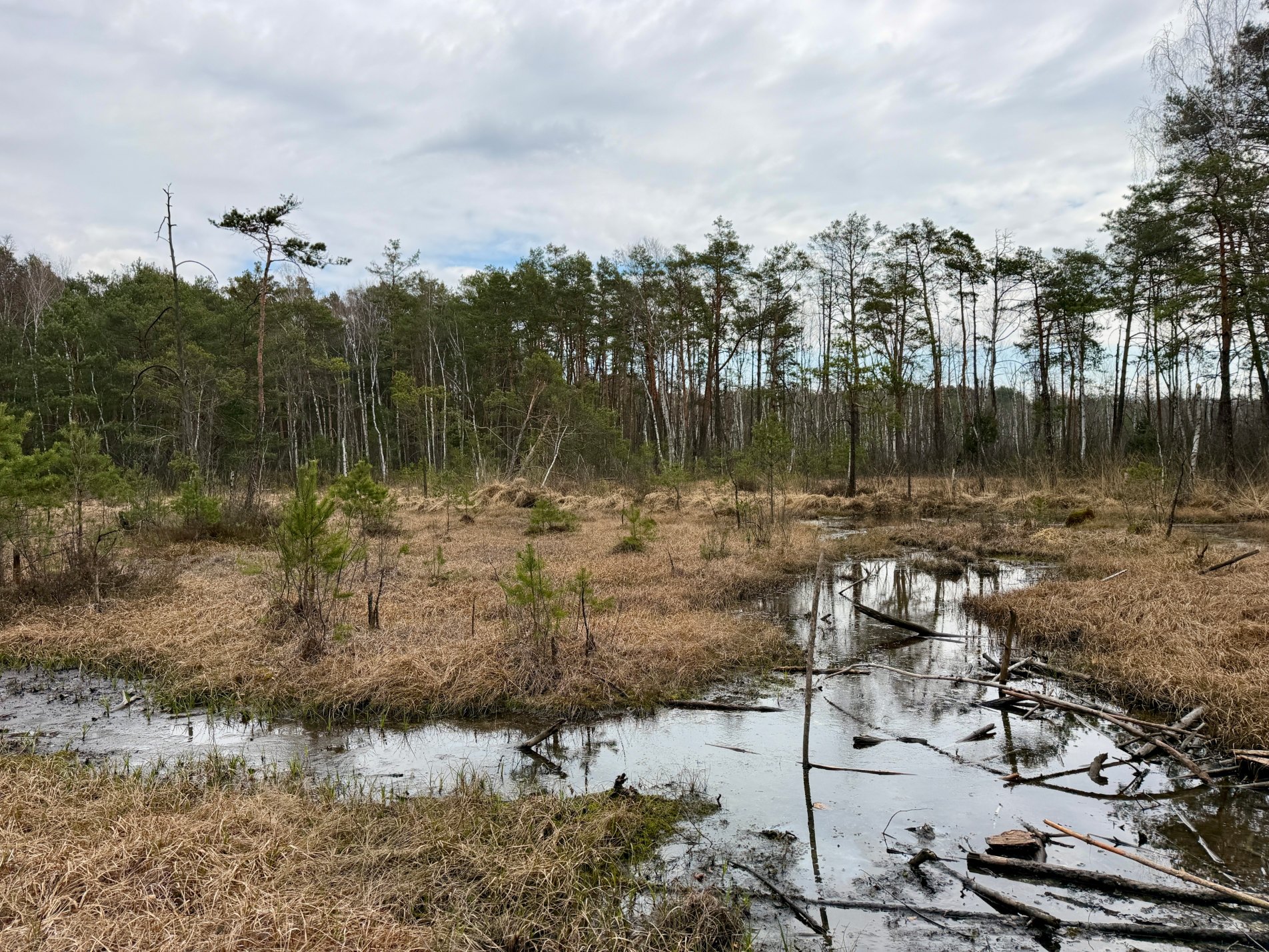 Torfowisko Goździkowe Bagno w&nbsp;Celestynowie