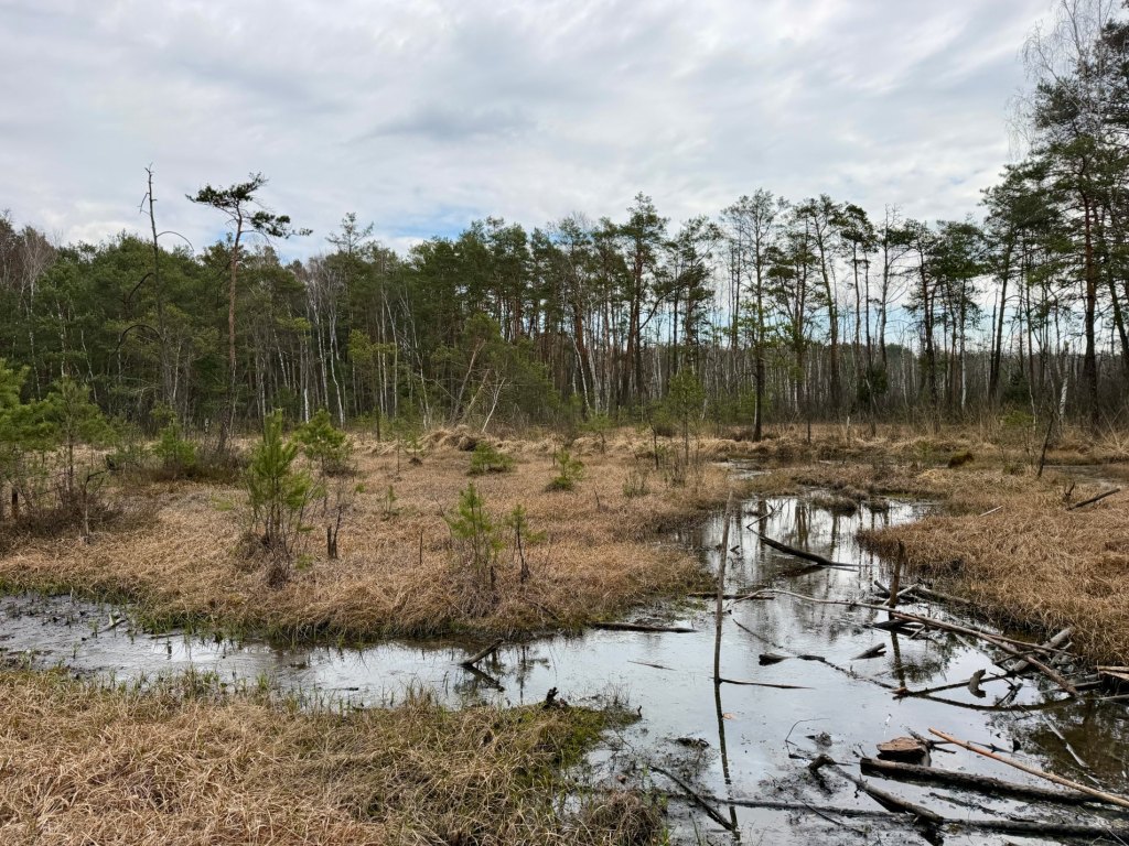 Torfowisko Goździkowe Bagno w&nbsp;Celestynowie