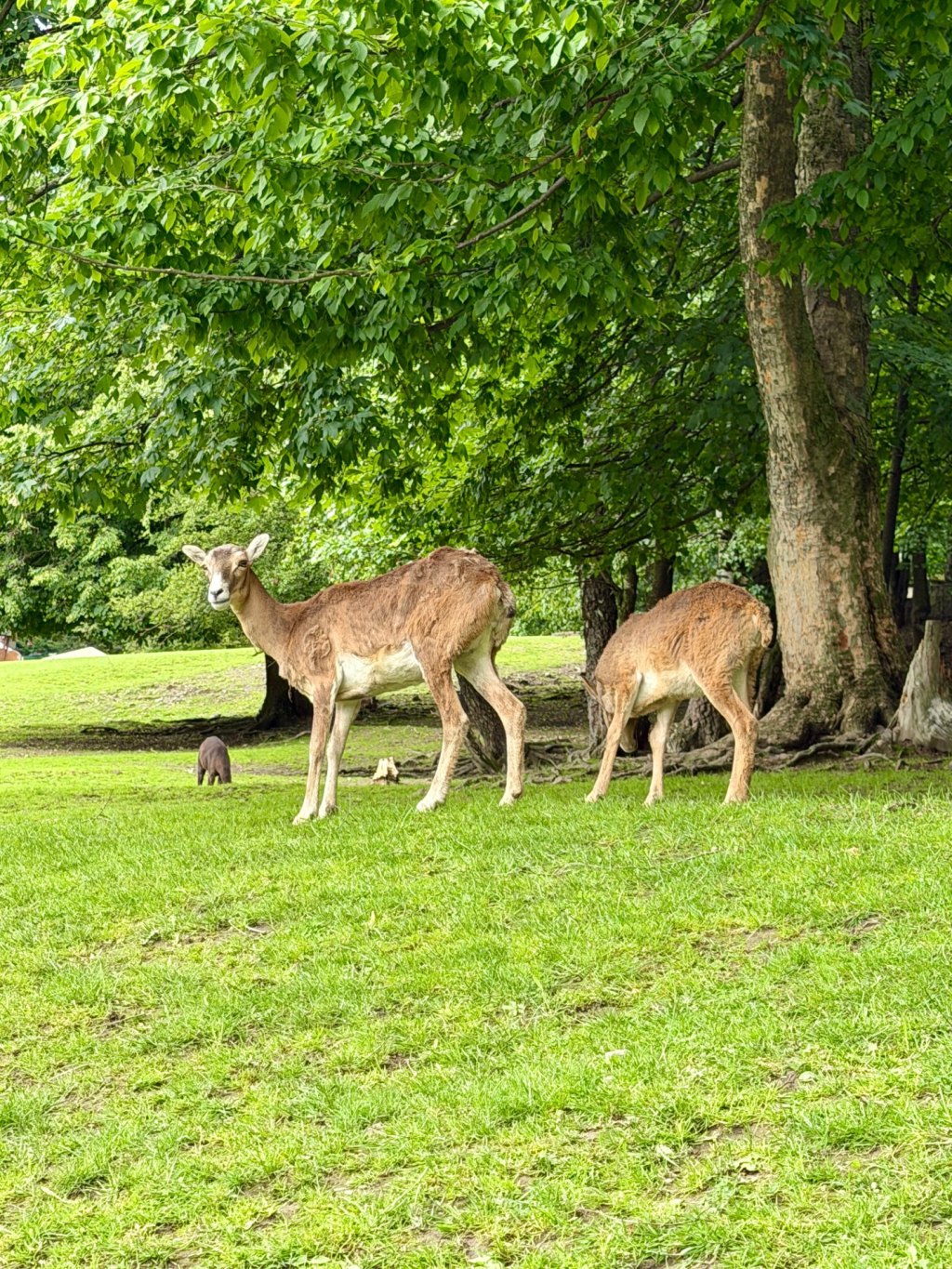 Leśny Park Niespodzianek – zoo w Ustroniu